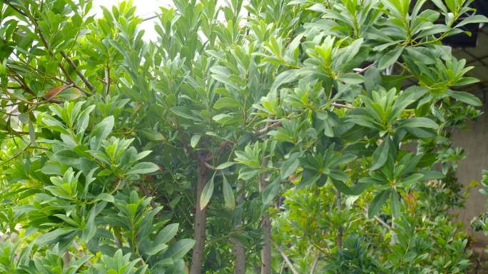 中药种植 中草药种植 乡村经济 种植业