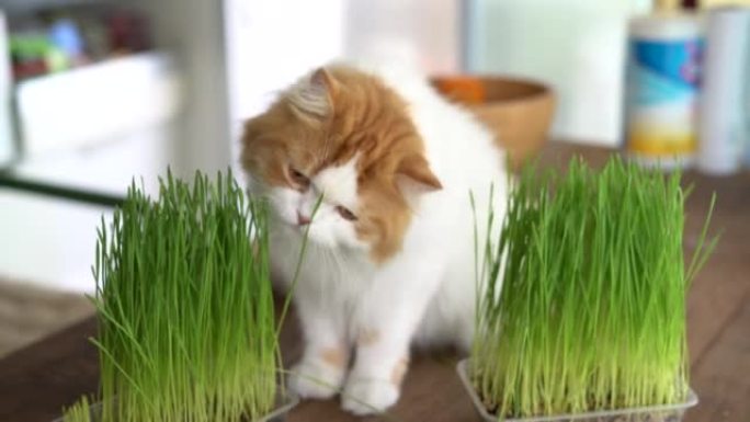 猫吃草萌宠猫猫吃草