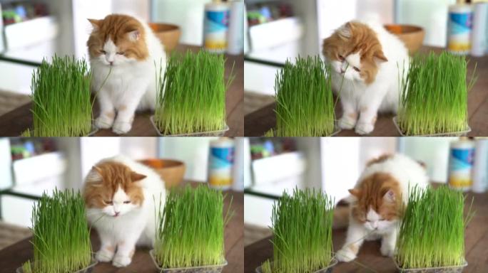 猫吃草萌宠猫猫吃草