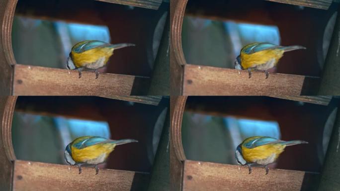 SLO MO LD欧亚蓝山雀鸟在树冠上的喂鸟器中觅食