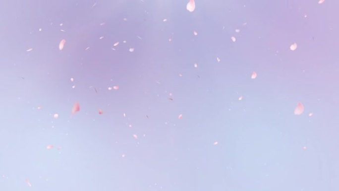 樱花花瓣在蓝紫色背景下跳舞的图像视频 [循环处理]