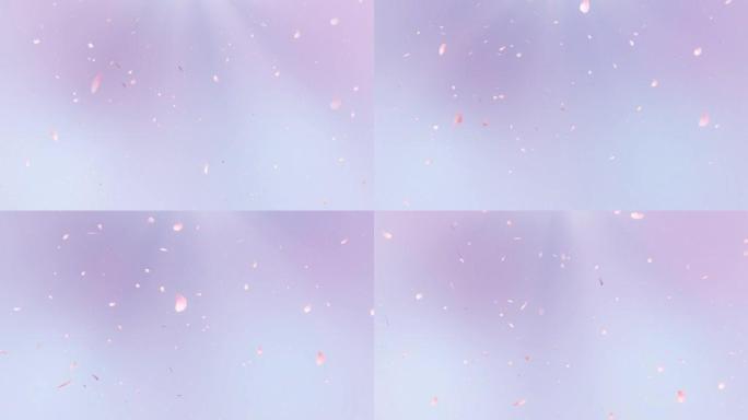 樱花花瓣在蓝紫色背景下跳舞的图像视频 [循环处理]