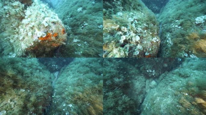 地中海海鳗 (Muraena helena) 的水下视图
