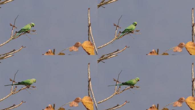 中国本土野生红领绿鹦鹉站在带刺的树枝上