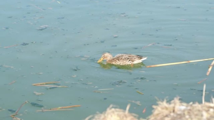 母野鸭在沼泽水中进食。鸭嘴兽。