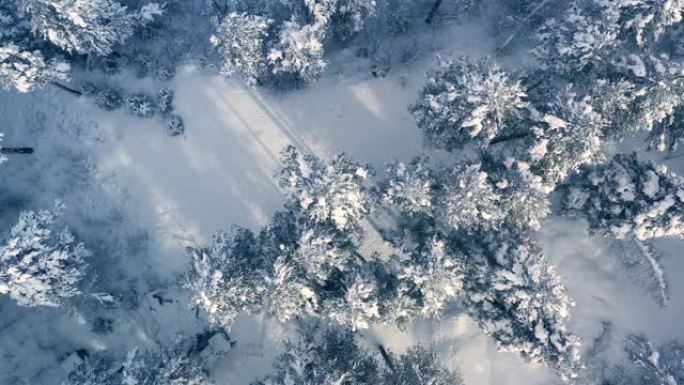 冬天美丽的雪景森林。飞过被雪覆盖的松树。