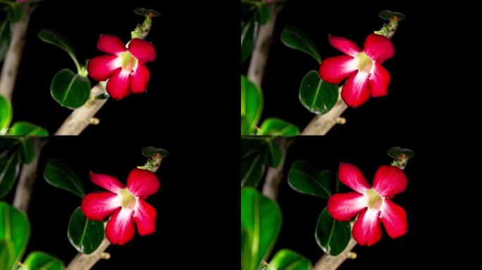 红色的腺苷酸从芽到美丽的五瓣花在叶子和黑色背景上。沙漠玫瑰或腺苷酸