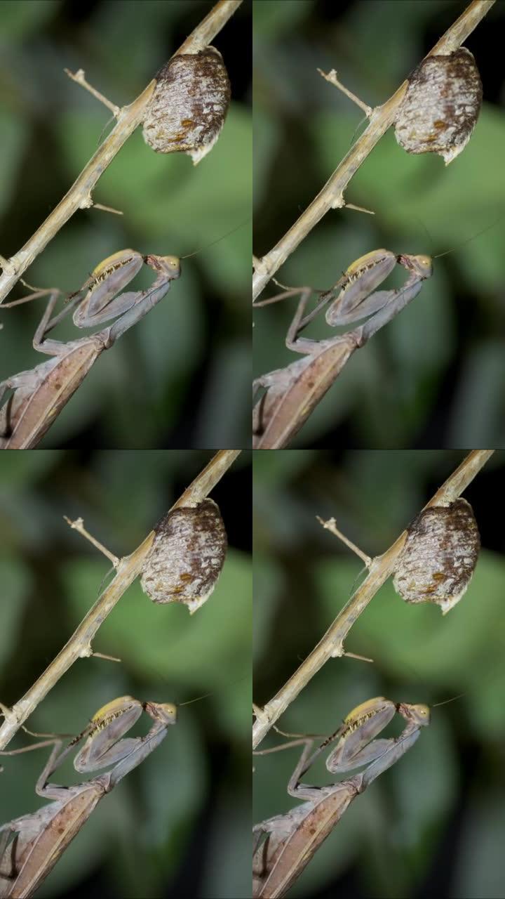 垂直视频: 大型绿色螳螂坐在otheca离合器上的特写镜头 (产卵)。