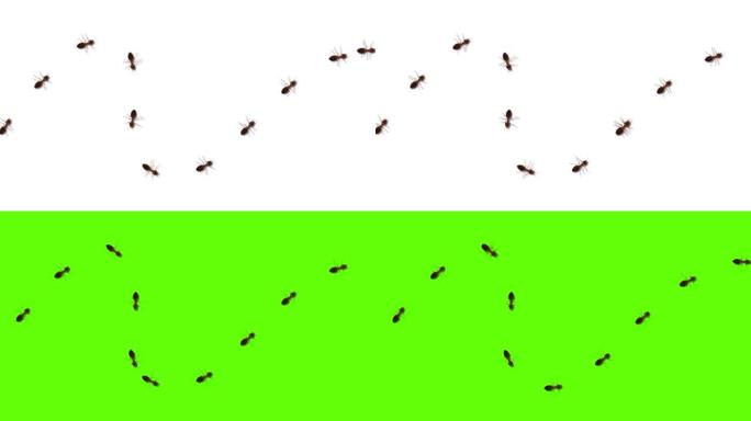 蚂蚁昆虫随机行走爬过绿屏白色背景动画。