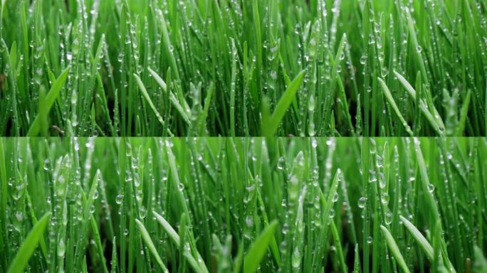 绿草特写超微距拍摄。
