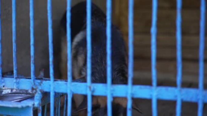 悲伤孤独的玛利诺人在狗收容所的笼子里看着相机。户外网门后面绝望的幼小动物肖像。社会问题概念。