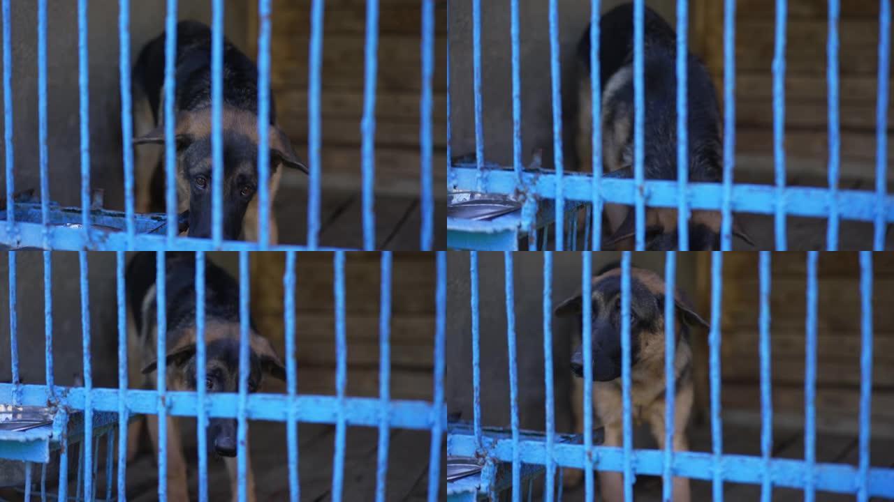 悲伤孤独的玛利诺人在狗收容所的笼子里看着相机。户外网门后面绝望的幼小动物肖像。社会问题概念。
