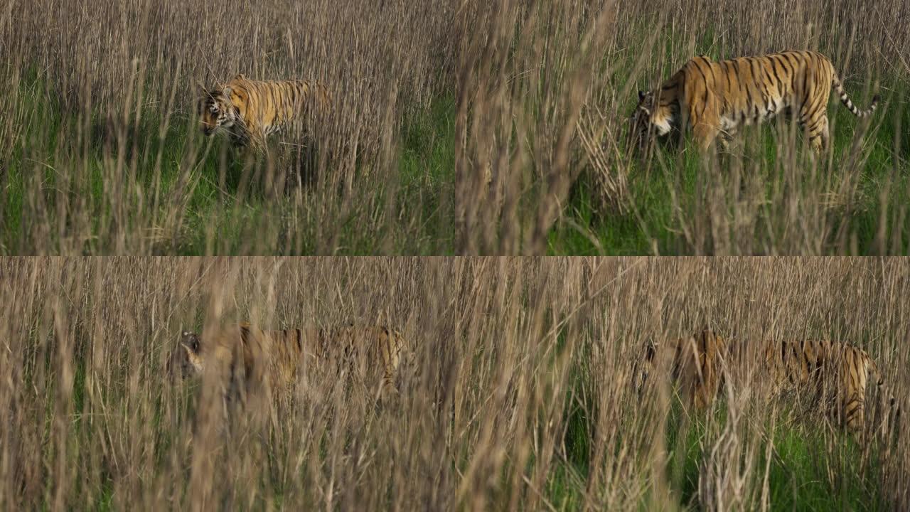 在吉姆·科贝特老虎保护区的草原上行走的皇家孟加拉虎