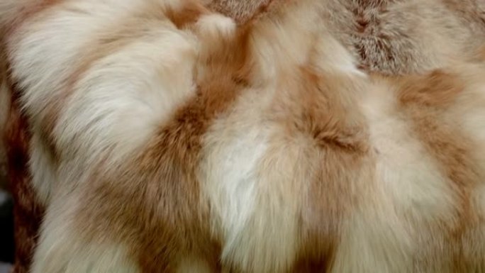 想要的，柔软而温暖的狐狸毛，从中可以得到昂贵而美丽的皮大衣