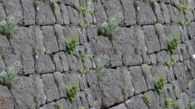 古堡古堡城墙的石砖之间长出绿草和鲜花。