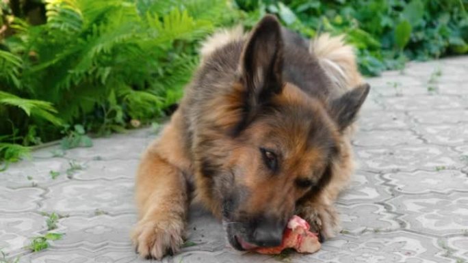 德国牧羊犬咬牛骨，躺在人行道上。