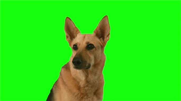 色度键绿色屏幕背景上的美丽德国谢泼德狗