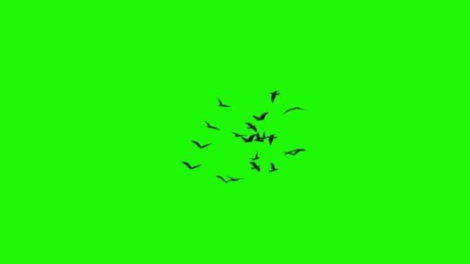 一群鸟儿在绿屏上绕圈飞行无缝循环侧视图