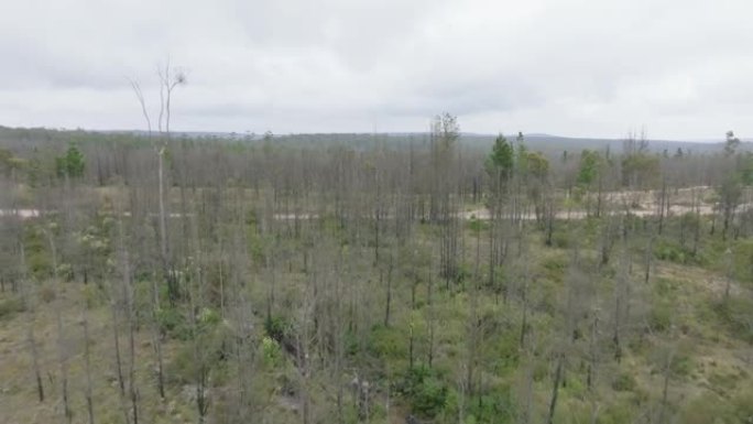 无人机航拍的澳大利亚新南威尔士州丛林大火后森林重新生长的画面