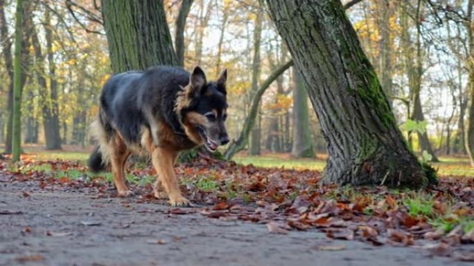 和狗一起散步。在公园里播撒秋叶。鞋子的特写镜头。秋日的阳光照亮了秋叶。