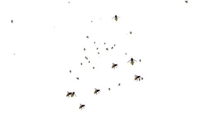 蜂群黄蜂飞绿屏3D动画昆虫循环背景
