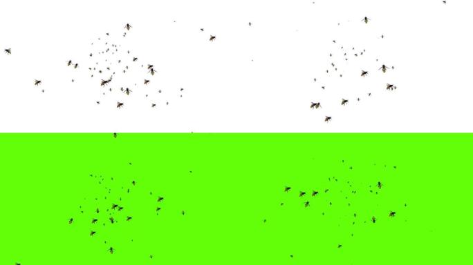 蜂群黄蜂飞绿屏3D动画昆虫循环背景