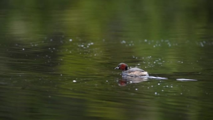 水禽在池塘上游泳的慢动作镜头
