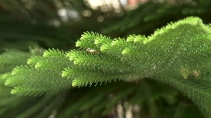 松 (Araucaria heterophylla) 绿色的叶子。诺福克岛树