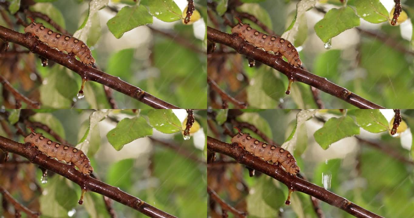 雨中，毛毛虫草鹰蛾在树枝上爬行。毛毛虫 (Hyles gallii) 是草蛾或galium狮身人面像