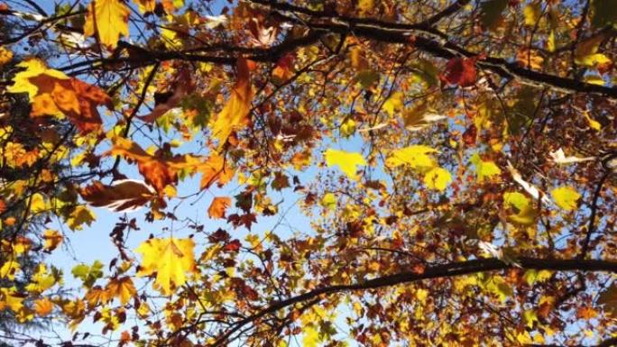 秋天，公园里各种颜色的树木的叶子