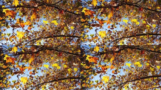 秋天，公园里各种颜色的树木的叶子