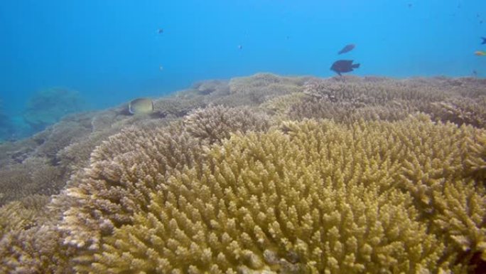 暗礁附近海洋生物的水下景观