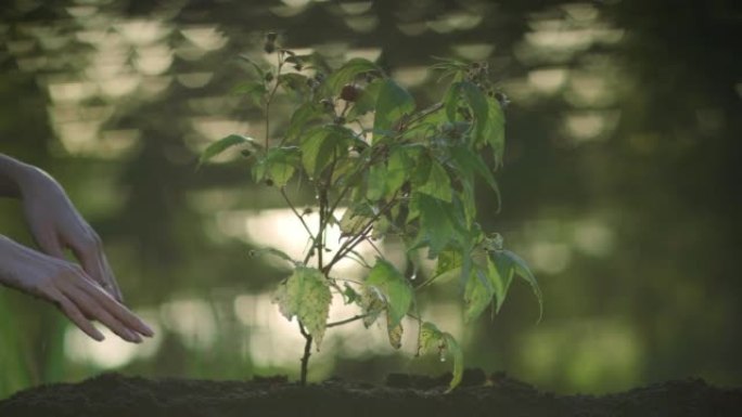 种植年轻的覆盆子水果植物。拯救地球