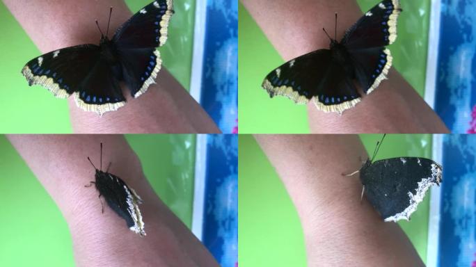 女人手上的一只哀蝶。它坐在女人的手臂上，拍打着翅膀。特写