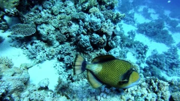 水下生命。热带海域有多种鱼类的珊瑚礁