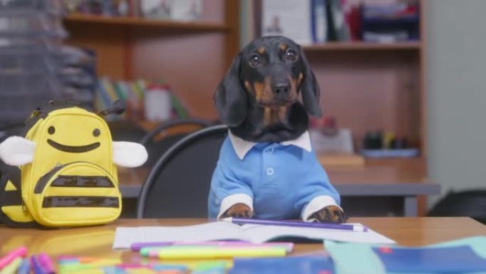 穿着校服的可爱听话的腊肠犬小狗，像勤奋的学生一样，坐在桌子上，背包像蜜蜂一样，听着老师的话，为上课做