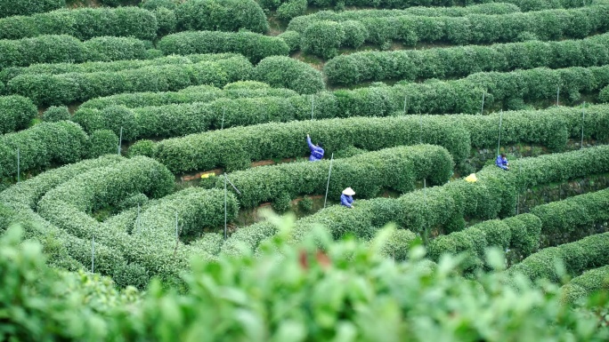 龙井茶农 摘茶 采茶 明前茶