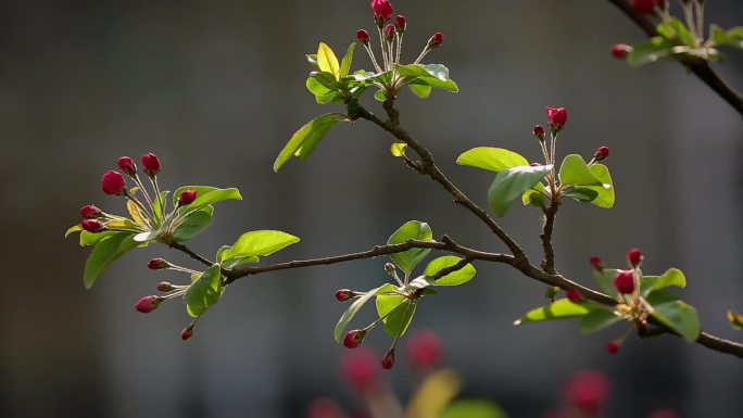 海棠花花骨朵春暖花开红色小花