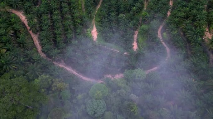 雨林的空中俯视油棕树