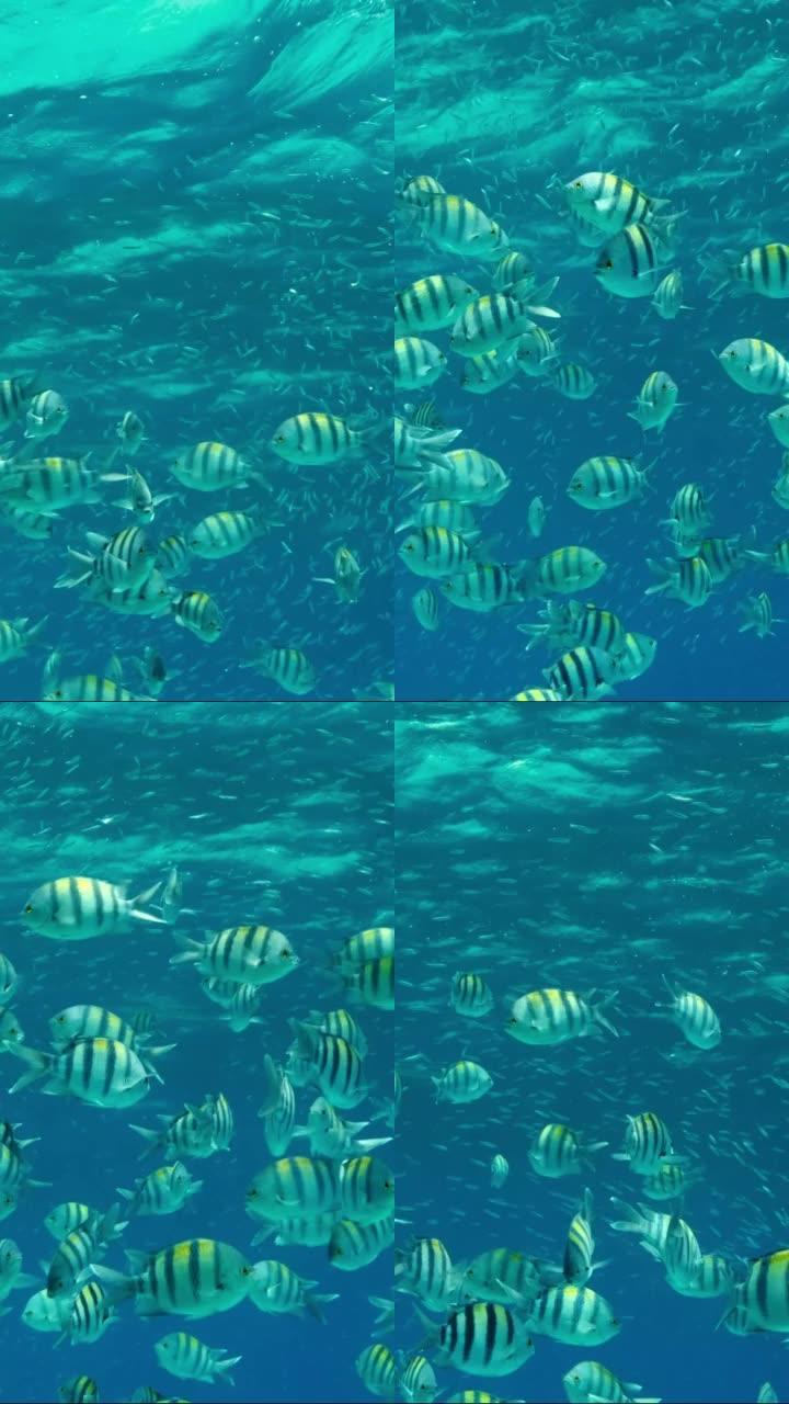垂直视频: 各种物种的热带鱼在富含浮游生物的地表水中觅食。视觉上可分辨的浮游生物丰富的水层 (罕见现