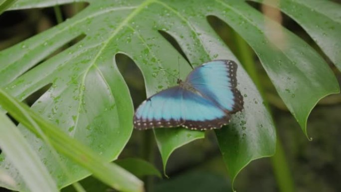蓝色morpho蝴蝶打开和关闭翅膀的慢动作后视图