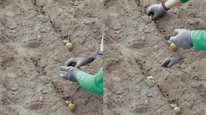 一位女农民在地下手工种植马铃薯块茎。为花园季节做准备。种薯。农民在肥沃的花园土壤中种植有机马铃薯。种