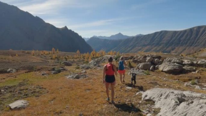 妇女与狗一起走过山区的高山落叶松森林