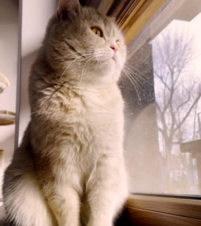猫在窗外看竖版可爱小猫