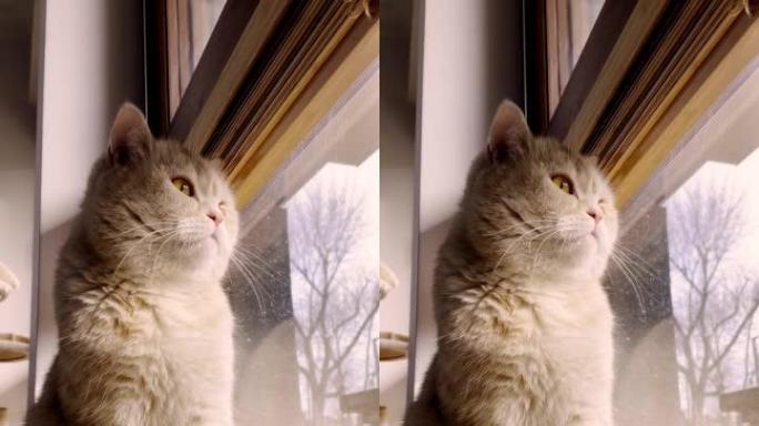 猫在窗外看竖版可爱小猫
