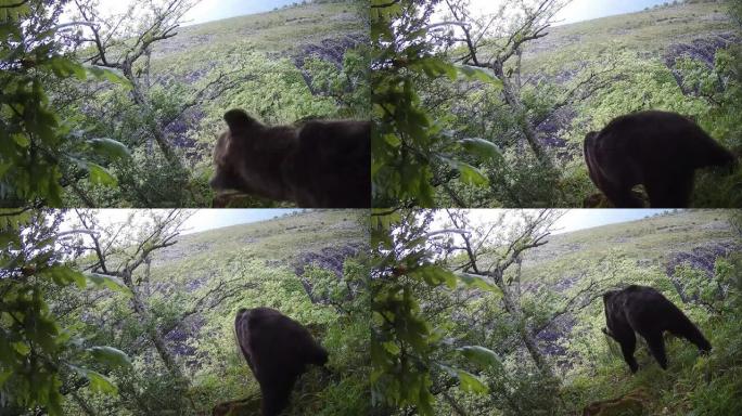 一只熊在树林里觅食的踪迹摄像机镜头