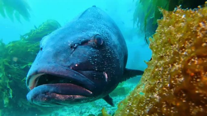 五颜六色的鱼在碧绿的水中游泳。海洋中巨大的海带森林中的巨型黑鲈鱼