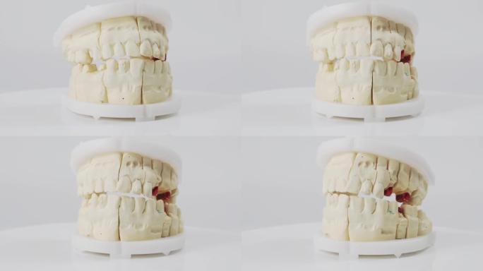 人类牙齿的石膏模型或石膏模型。白色背景上的牙齿模型。