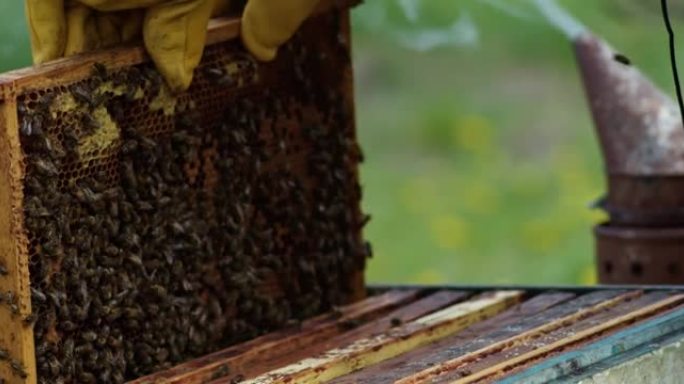 蜜蜂在蜂窝上行走。Beekeper在后台工作