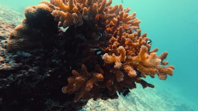 海洋中珊瑚礁的详细照片与游泳的海洋生物